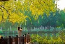 大象视频回家导航dxd-探索大象视频与Dxd，科技与自然共舞的奇妙篇章
